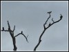 ACCEPTANCE.....Sue Tardinardi